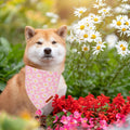 ADOGGYGO Floral Dog Bandana 2 Pack, Reversible Pink Daisy Pet Scarf Bib, Adjustable Fit Cute Flower Bandanas for Medium Large Dogs Pets (Large)