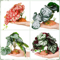 Suncalla 4 Pack Reptile Plants for Terrarium