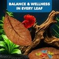 SunGrow Catappa Indian Almond Leaves, 7-8 Inches,10 Catappa Leaves for Betta Fish, Aquarium Water Conditioner, Tank Deco