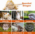 LIKZINWA Bearded Dragon Lizard Leash Harness,4 Size Pack Adjustable Small Animal Harness for Reptile and Small pet (Brow