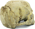 JIHAQUA Aquarium Resin Skull Ornament Snake Hide Decor, Habitat