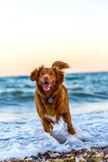 Flea and Tick Collar for Large Dog, Prevention and Control of Pests on Dogs, Safe Natural Ingredients Protection, Waterp