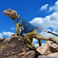 Bearded Dragon Harness and Leash Set, 5 ft Leash Adjustable Harness - Lizard Clothes Traction Rope Escape Proof for Rept