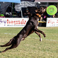 Hyperflite K-10 Jawz Puncture Resistant Flying Disc for Medium and Large Dogs, 8.75-inch, Yellow