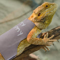 Bearded Dragon Leash and Harness Set, Cute Adjustable Lizard Reptile Harness Costume Clothes with Short Leash for Small 