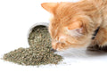 Purple Haze Catnip, Premium Blend Safe for Cats, Infused with Maximum Potency Your Kitty is Sure to Go Crazy for (1 Cup)