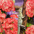 QUOZUO 2 Pack Reptile Plants for Terrarium, Artificial Leaves Habitat Decorations with Suction Cups, Terrarium Hanging P