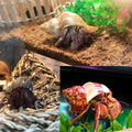 SINKOO 6PCS Hermit Crab Shells Medium to Large, Natural Sea Conch 2.3"-3.5"