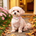 LIONET PAWS Fall Dog Collar for Small Medium Large Girl Dog-Pink Pumpkin M