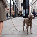 Mile High Life Rope Leash with Genuine Leather Connection, 6 FT/5 FT/4 FT, Heavy Duty Leash for Medium & Large Dogs (Brown, 48 Inch)
