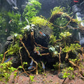 emours Natural Aquarium Driftwood, [170g] (20–40 cm /8–16 in) - Unique Root/Spider Wood Branches for Aquascaping, Plante