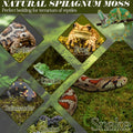 ZeeDix 8 OZ Premium Sphagnum Moss for Reptiles