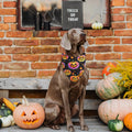 Halloween Dog Bandanas - 2 Pack Reversible Pumpkin and Bat Pet Scarf for Boys and Girls | Fall Dog Bibs | Premium Durabl
