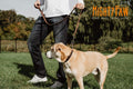 Mighty Paw Martingale Dog Collar - No Pull Design - Stainless Steel Chain - Limited Chain Cinch Training - Brown Leather