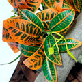 Woyrise Fake Reptile Plants for Terrarium,Habitat Decor,Artifical Plant