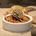 Escape-Proof Reptile Food Dish Bowl, Ceramic Reptile Feeding Dish & Small Animal Bowl for Lizard, Leopard Gecko, Hermit 