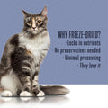 Whole Life Pet Healthy Gut Daily Cat Supplements, Cat Probiotics for Constipation Relief, Anti Diarrhea, Vomit Remedy & 