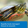 API TURTLE FIX Turtle Remedy 8-Ounce Bottle