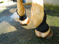 Bedsore Boots for Horses -Equine Leg Protection for Pressure Sores & Ulcers- Neoprene Stall Boots, Heal Wounds Faster, E