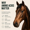 Horse Joint Supplement Powder – MSM, Glucosamine & 8 Amino Acids