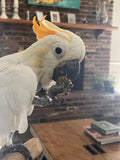 Harrison's Bird Foods Nuggies - Tasty Organic Baked Seed Clusters, 196g