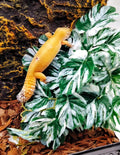 Reptile Plants for Terrarium, Reptile Tank Decor,Artificial Plants