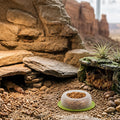 BETTERDAY Reptile Food Dish, Anti-Escape Feeder Bowl, Small 1-Pack