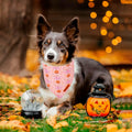 ADOGGYGO Pink Halloween Dog Bandanas Girl, Ghost Pumpkin Dog Scarf