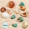 12PCS Hermit Crab Shells Medium and Large Growth Turbo Seashells 1.18"-3.2"