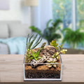 SubstrateSource Natural Cholla Wood - Driftwood for Aquariums, Air Plant Base, Hermit Crab and Freshwater Shrimp Hideout