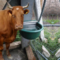 Automatic Water Bowl Plastic Livestock Waterer with Float Valves Stainless Steel Cover Livestock Water Trough Bowl,for C