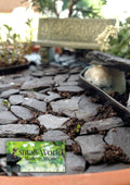 Natural Slate Stone -1/2 to 1 inch. Perfect Size for Miniature or Fairy Gardens, Aquariums, Reptiles, Terrariums, Model 