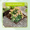 Homarden Transparent Training Mat for Cats - Flexible Cat Deterrent for Outdoor and Indoor - Scatmats with Spikes and 12