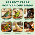 Zoody Parakeet Treats Crunchy Cups with Real Seeds & Grains 2 oz
