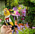 Magnoloran Bird Diapers Bird Harness Tuxedo Flight Suits with 80in Flying Leash Parrot Nappy with Waterproof Inner Layer Urine Wet Suite for Cockatiel Conure Parakeet Macaw Budgie-Black,S