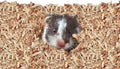 Kaytee Aspen Bedding for Small Animals, 52.4 Liter