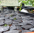 Natural Slate Stone -1/2 to 1 inch. Perfect Size for Miniature or Fairy Gardens, Aquariums, Reptiles, Terrariums, Model 