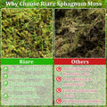 Riare 8OZ Sphagnum Moss for Reptiles- 10QT Natural Reptile Moss Bedding