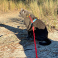 Travel Cat Harness and Bungee Leash Set - 2 in 1 Adjustable Escape Proof Cat Harness & Leash for Small, Medium, Large Ca