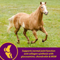 Horse Health Joint Combo Hoof & Coat, Glucosamin, Chrondroitin, Vitamin C, MSM, Biotin, Lysine, ZInc, Omega 3 and 6 Fatt