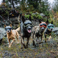 Rex Specs V2 Dog Goggles