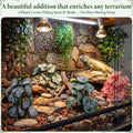Suncalla 4 Pack Reptile Plants for Terrarium
