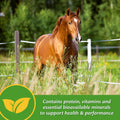 Farnam Vita Plus Balanced Multi-Vitamin & Mineral Horse Supplement, Vitamin Supplements, Provides Balanced Nutrition to 