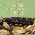 SunGrow 50 Pack Leaf Litter for Spider, Cricket & Isopod, Mini Catappa Dried Indian Almond Leaves, for Vivarium, Terrari