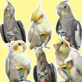 VANFAVORI Bird Diaper Flight Suit with 80-inch Leash Rope, M Size, Yellow