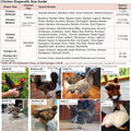 Chicken Diapers for Indoor Chickens, Duck Diapers for Pet Ducks, Ducklings, Pigeons, Goslings - Reusable, Adjustable Dia