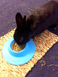 Tip-Proof Ergonomic Pet Bowl for Guinea Pig and Other Small Pets; 1/4-Cup Size; Sky Blue
