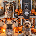 ADOGGYGO Halloween Dog Collar, Checkered Pumpkin Dog Bow Tie Collar, L