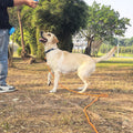 ZALER Long Dog Leash, 50 feet 30ft 20ft 15ft 10ft Dog Training Lead, Heavy Duty Check Cord Recall Leash for Dogs Training, Playing, Camping, or Backyard (30FT, Blue Green)