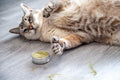 Meowy Janes Catnip Keef- 20 Grams- Concentrated Fine Ground Catnip Powder - Catnip Dust